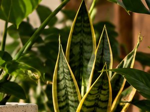 Sansevieria Zeylanica - vista alternativa